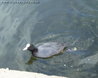 Coot