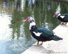 Cairina moschata
