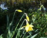Daffodils