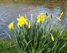 A bunch of daffodils growing on the riverbank