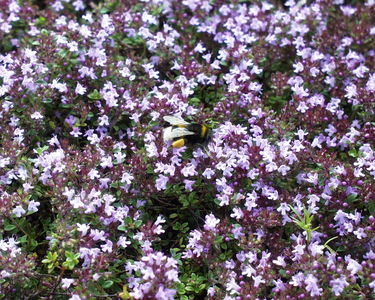 Thymus serpyllum
