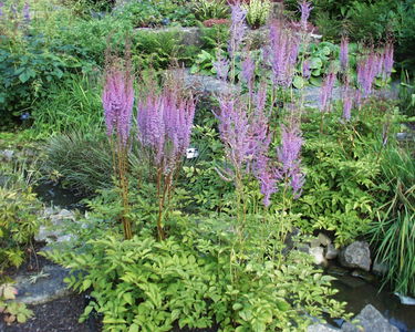 Astilbe rivularis