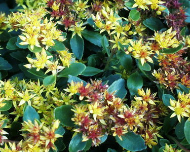 Sedum kamtschaticum