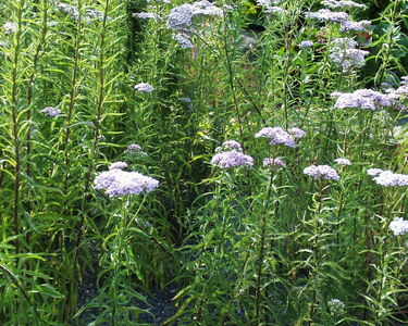 Achillea sibirica var pulchra