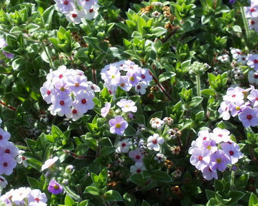 Androsace lanuginosa