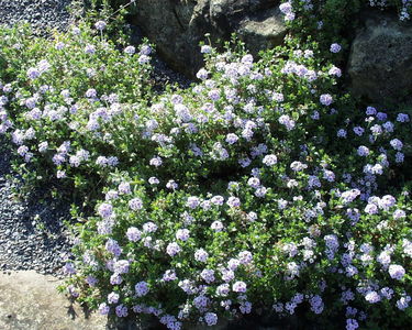 Androsace lanuginosa