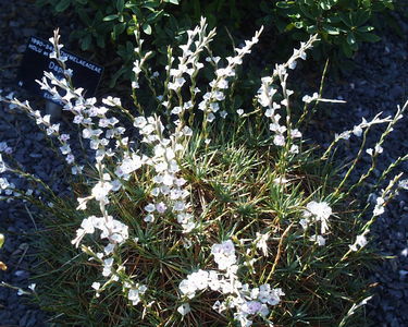 Acantholimon bracteatum var. capitatum
