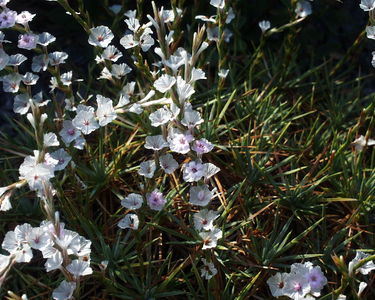 Acantholimon bracteatum var. capitatum