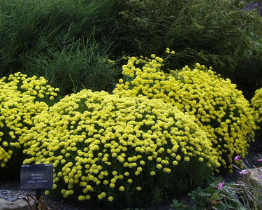 Santolina pinnata subsp. pinnata