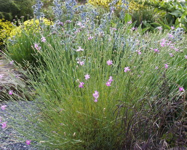Dianthus lusitanicus