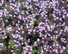 Thymus serpyllum