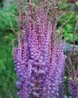 Astilbe rivularis