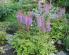 Astilbe rivularis