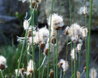 Typha minima