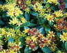 Sedum kamtschaticum
