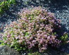 Sedum stoloniferum
