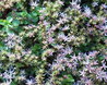 Sedum stoloniferum
