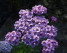 Achillea sibirica