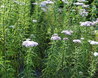 Achillea sibirica var pulchra