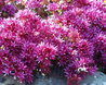 Sedum spurium