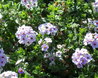 Androsace lanuginosa