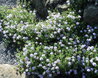 Androsace lanuginosa