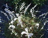 Acantholimon bracteatum var. capitatum