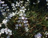 Acantholimon bracteatum var. capitatum