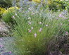 Dianthus lusitanicus