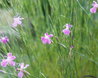 Dianthus lusitanicus