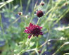 Scabiosa atropurpurea