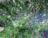 Scabiosa atropurpurea