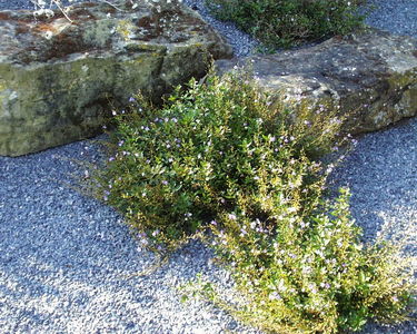 Parahebe catarractae