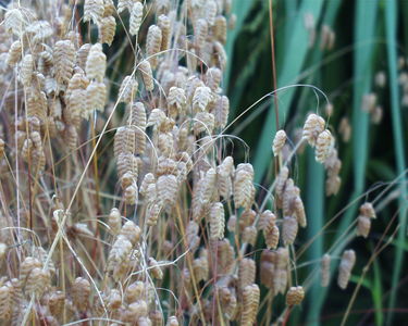 Briza maxima