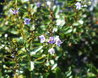 Parahebe catarractae