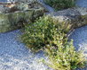 Parahebe catarractae