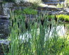 Typha latifolia