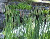 Great Reedmace