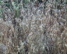 Briza maxima