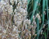 Briza maxima