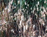 Briza maxima