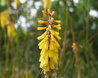 Kniphofia pauciflora