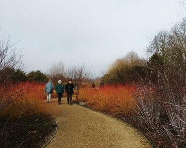 Winter Walk