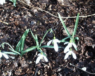 Snowdrops