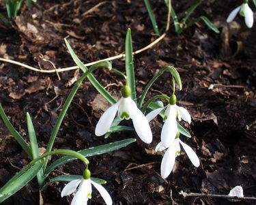 Snowdrops