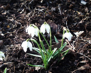 Snowdrops