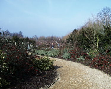 Winter Walk