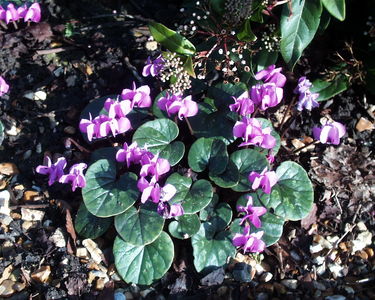 Cyclamen