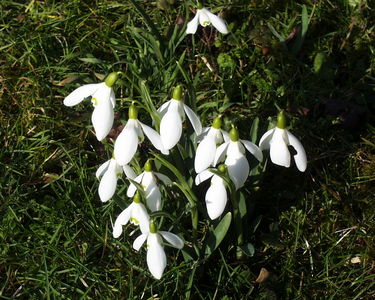 Snowdrops