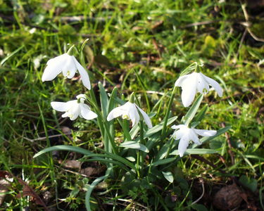 Snowdrops